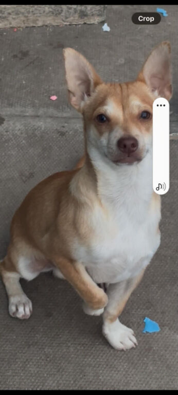Male chihuahua