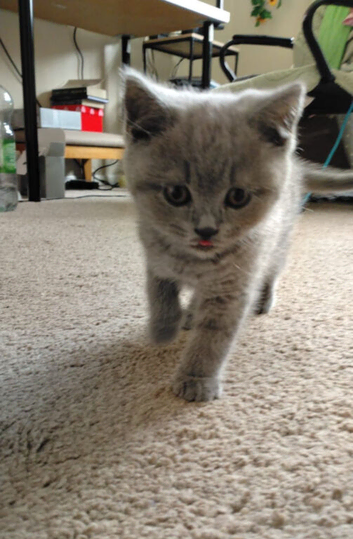 BRITISH SHORTHAIR BOY
