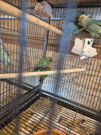 12 week old lovebirds