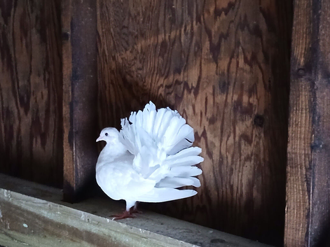 DOVES