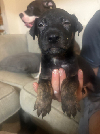 German Sheppard X staffie cross puppies