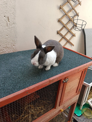 Grey and white rabbit