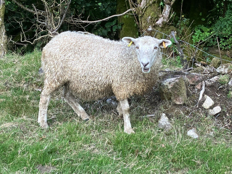 Two Gotland/Suffolk/Dartmoor breeding ewes