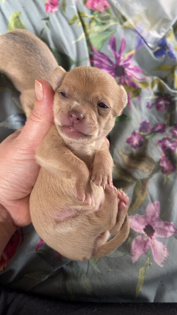 2 girls 1 boy chihuahuas for sale
