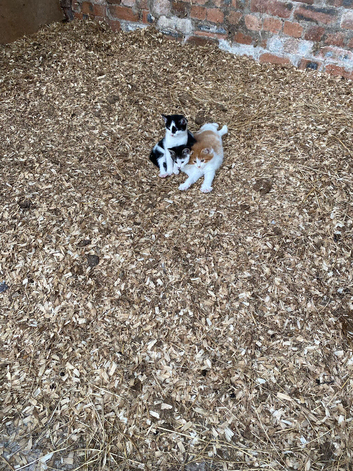 Stunning Kittens