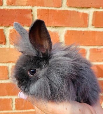 Adorable Lionhead / Baby Bunnies 3 Available (ready to go)