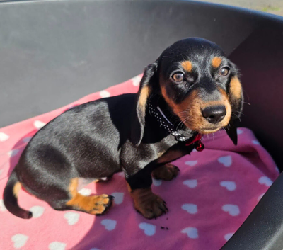 M&eacute;dium sized short legged Dachshund puppies