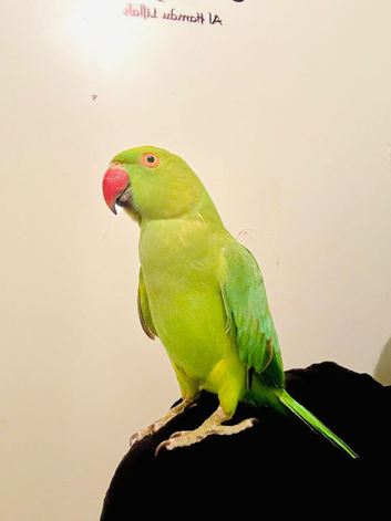 Tame and Untame Beautiful Ringneck for Sale