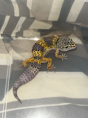 A range of Leopard geckos & Crested gecko babies!