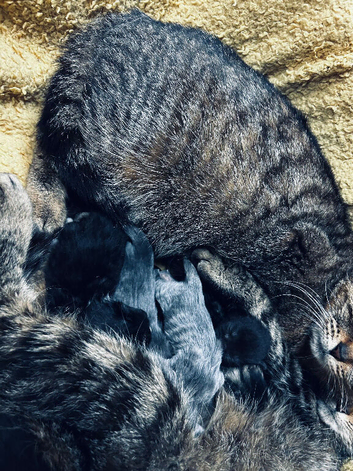 2 black kittens ready now.