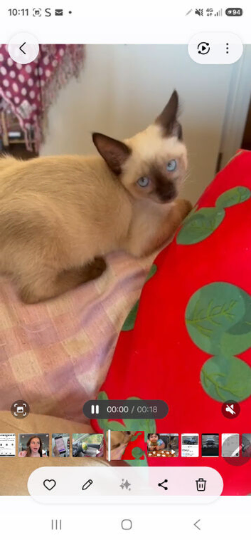 14 weeks ragdoll   mix Sphynx Girl &ndash; Blue Eyes