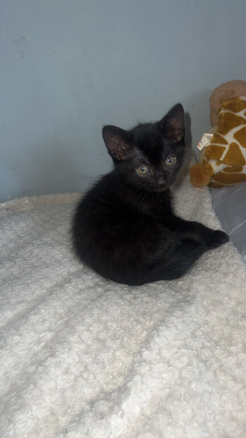 Little black boy