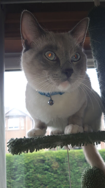 Ragdoll stud