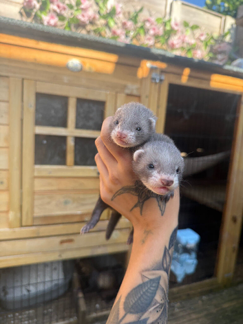 Two Hobs