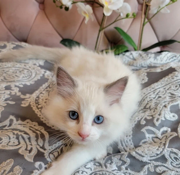 Adorable Ragdolls Kittens