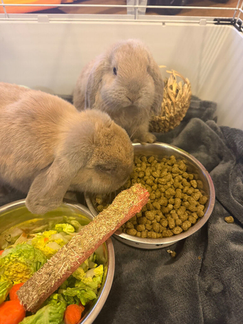 Mini lop