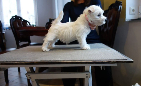 White In Colour West Highland terrier puppies