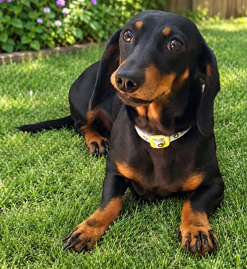 Miniature dachshund