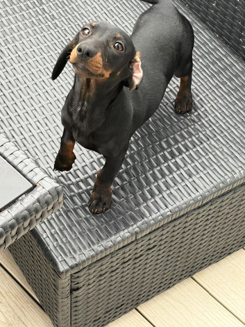Daisy the dachshund