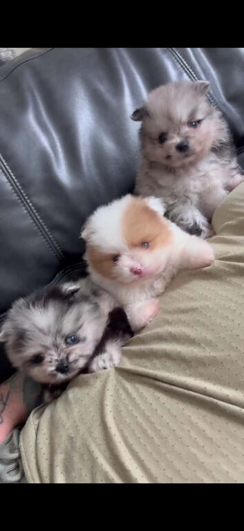 Polish x Russian teddybear Pomeranians