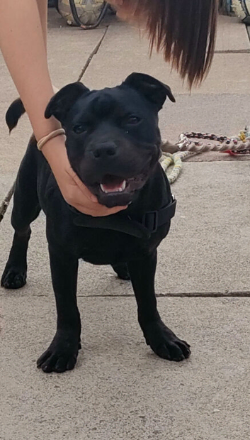 6 months old staffy x male