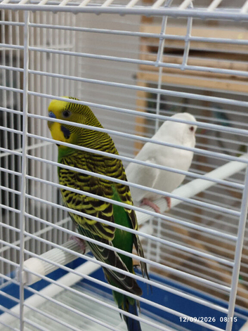 Young budgies pair