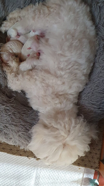 I sell puppies Bichon Frise