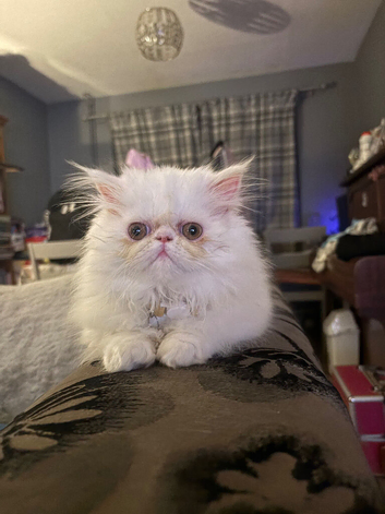 Beautiful white Persian girl - 10 months old