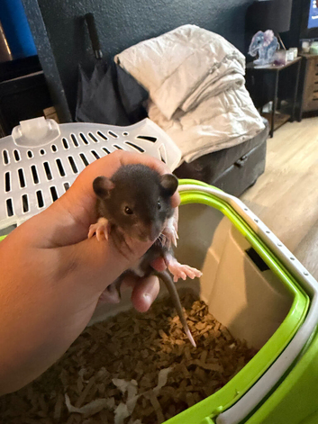 Rat pups all male dumbos