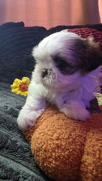 Kennel Club Registered, Top bloodline Imperial Babies