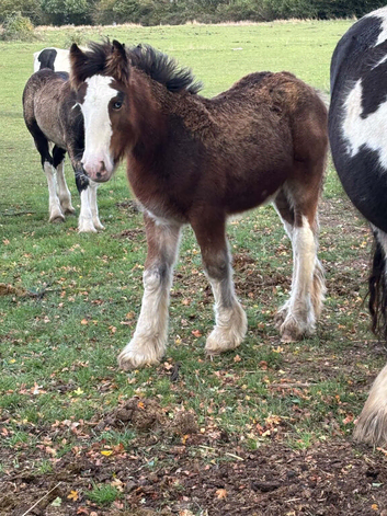 Lovely bay colt