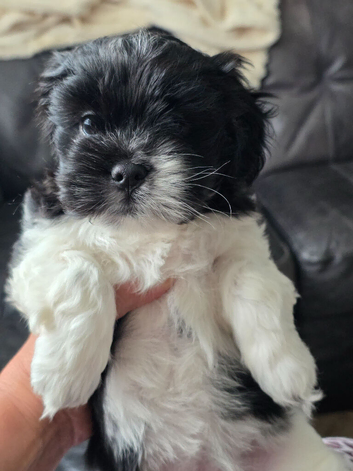 6 &frac12; weeks old. Lhasa apso girl. Mum n dad can be both seen.