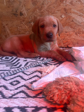 Labrador puppies for sale