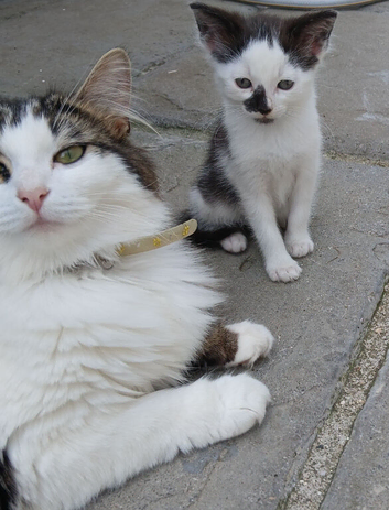 Mix of kittens ready now