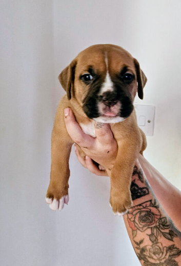 Mastiff/staffy mix