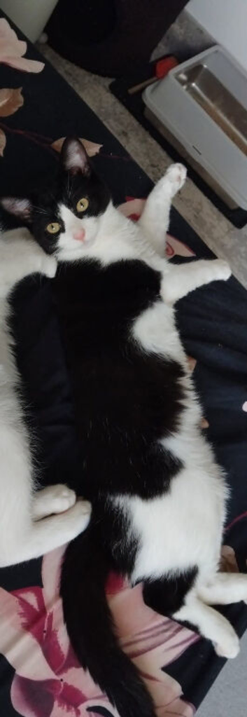 Female Tuxedo Black & White kitten