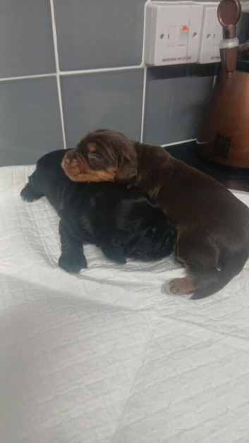 Cocker spaniel bitch puppy