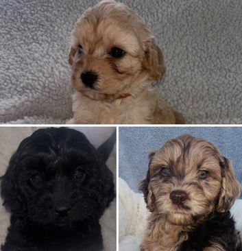 Beautiful F1 Cavapoo Puppies READY TO LEAVE