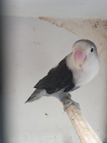 Dbblue/ slate ficher lovebirds