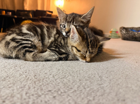 Gorgeous kittens