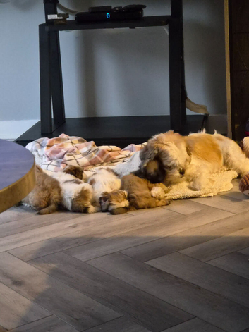 Puppies for sale