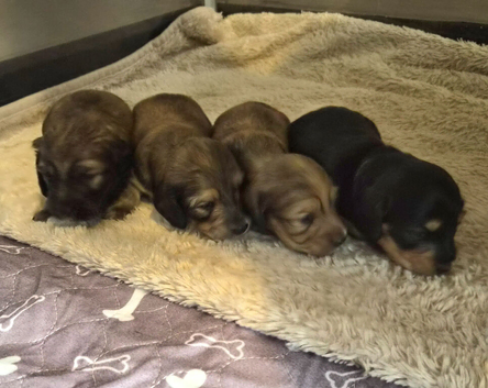 Kc reg miniature daschunds long hair