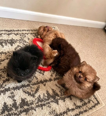 Champion bloodlines Pomeranian