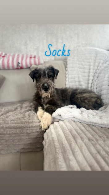 Irish wolfhound pup