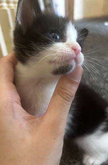 My 7 Cute Kittens!