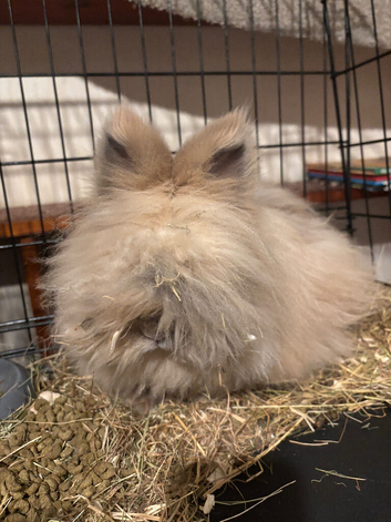 Angora proven Buck