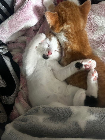 3 females