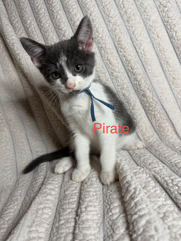 Last 4 Female Kittens Looking for Their Forever Homes