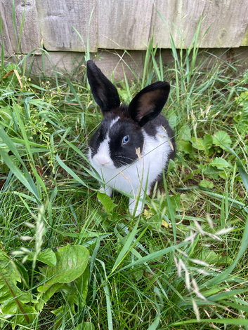 14 week old