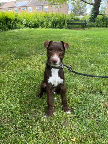 Patterjack male